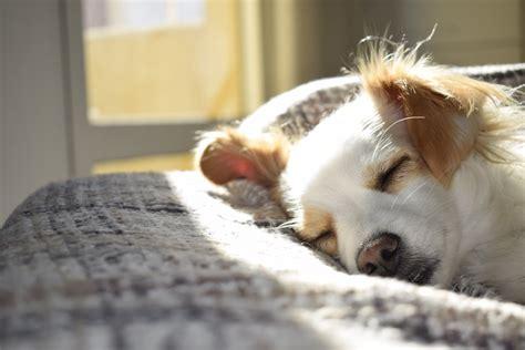 狗狗为什么总爱睡在你身边,狗为什么老睡觉