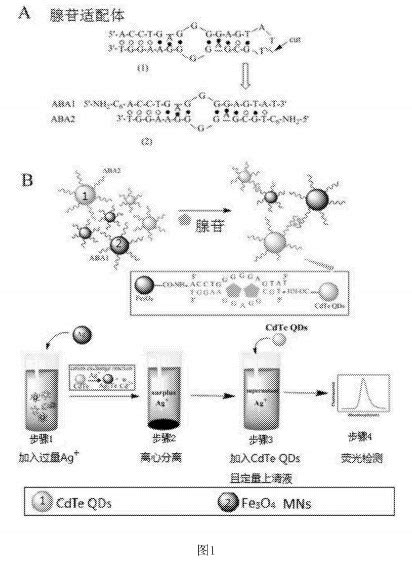 保健食品中的食用菌类原料 松茸腺苷