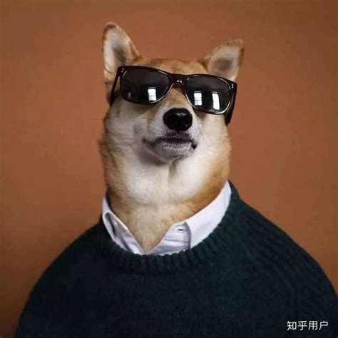 黄狗帅帅_我家的小狗作文400字（合计8则）