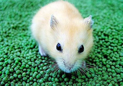 我喜欢的两只仓鼠-描写动物的作文400字(优秀8篇)