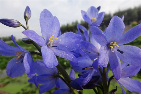 雨久花是不是水葫芦?