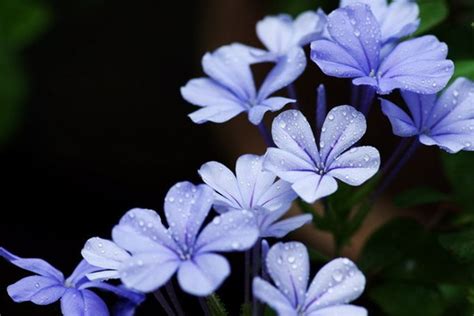 蓝雪花是什么样的花？