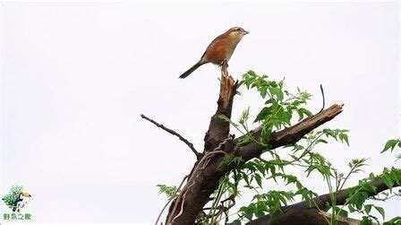 鸟叫声文案