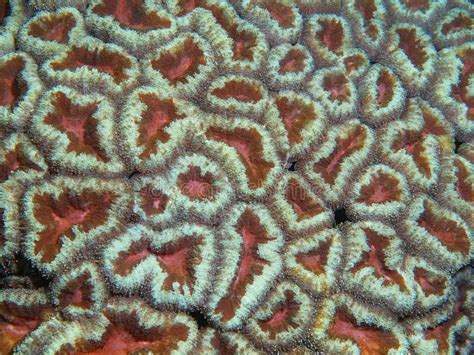 珊瑚石和珊瑚骨哪个好,有哪些奇特的海洋生物