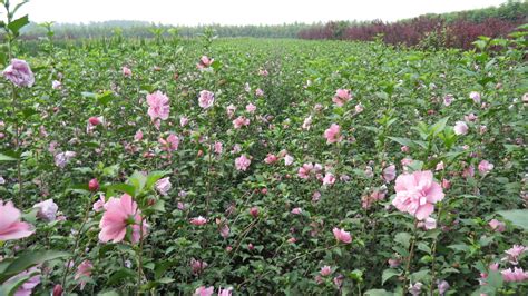 木槿花如何施肥那种肥料最好