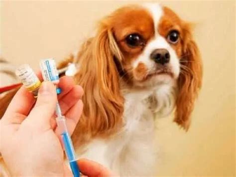 给狗狗疫苗为什么要打三针狗狗疫苗要怎么打,狗狗为什么要打疫苗是什么