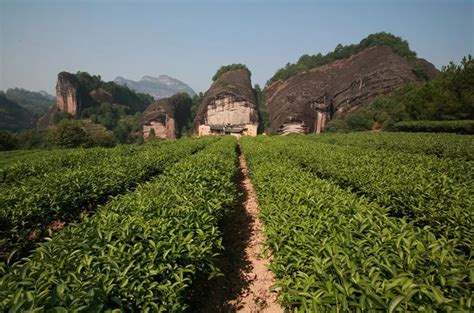 茶叶正山小种是什么茶,正山小种是什么地方的茶叶