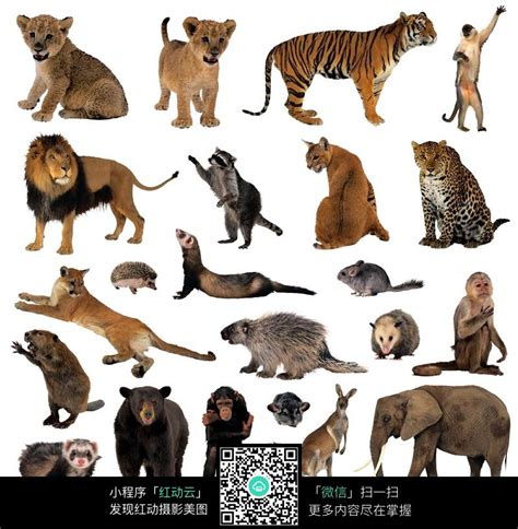 野生动物卡通海报,有哪些野生动物的沙雕图