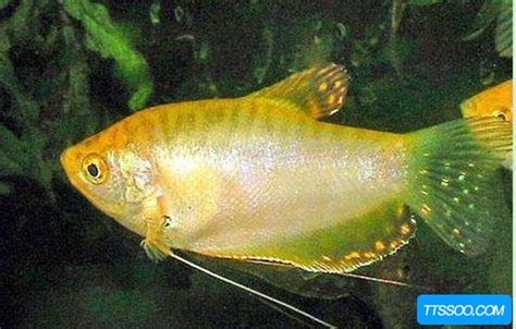 金鱼啥品种漂亮