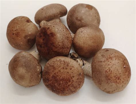 哺乳期吃茴香菜会回奶吗