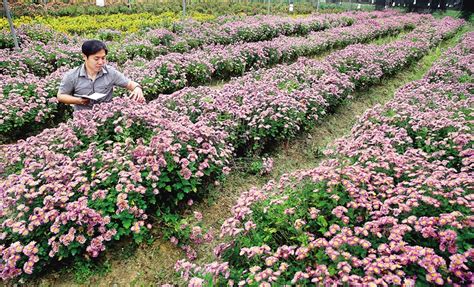 沈北新区蒲河有没有卖花卉的市场?