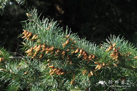 花旗松什么价??