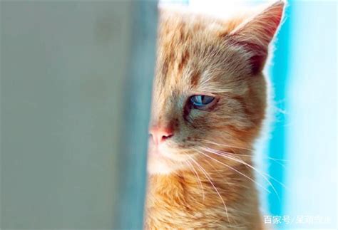 为什么猫流眼泪,为什么猫咪会一直流眼泪
