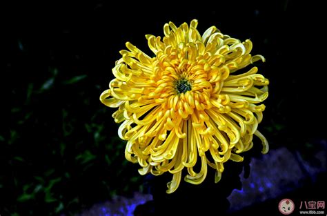 枫叶发朋友圈的说说