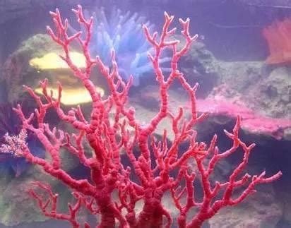 活的红珊瑚长什么样,胖娃娃的红珊瑚