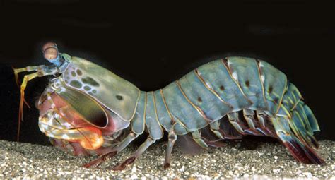 食人魚是怎樣的一種動物