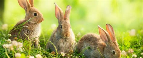 兔子耳朵为什么变黑了,为什么兔子耳朵变大了