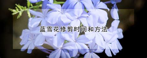 盆栽木槿花怎样修剪?