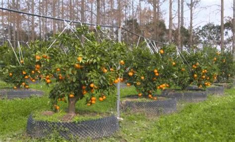 盆栽柑橘如何种植,盆栽柑橘种植技术