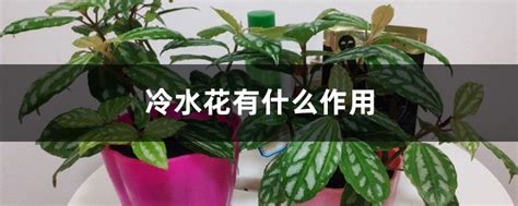 水叶冷水花,有什么功效?