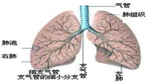 治疗支气管炎哮喘偏方