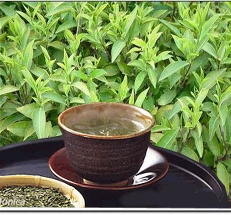 古代历史上的贡茶,历史有什么贡茶