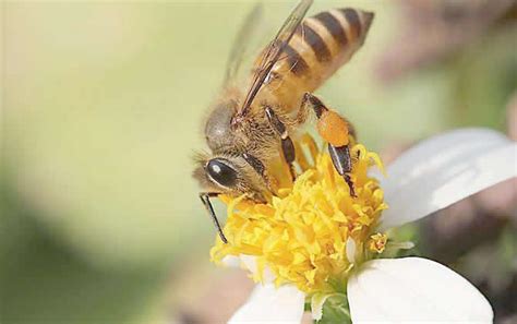 即使100%蜜蜂酿造,蜜蜂是怎么酿蜜的