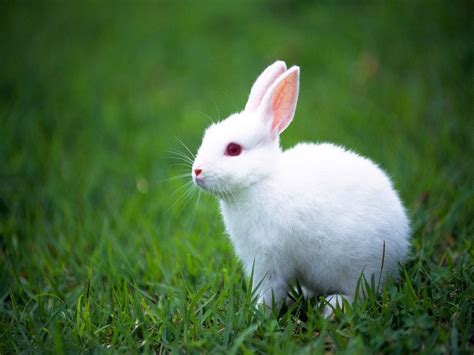 可爱的小白兔“小白菜”-状物作文450字（合计5篇）