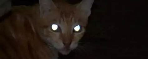 猫眼是什么功能,智能电子猫眼有什么用