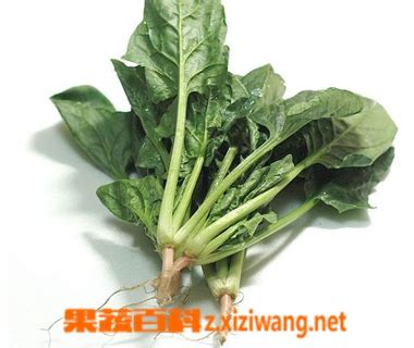 你是怎么吃菠菜的,国外菠菜怎么吃