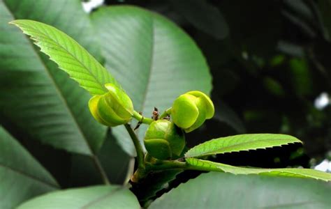 五棱果能当干果吃吗