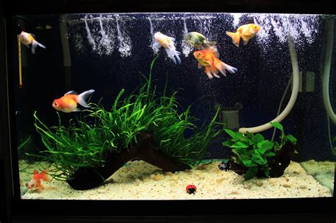 你的鱼缸能养多少条金鱼,60的草缸养多少金鱼