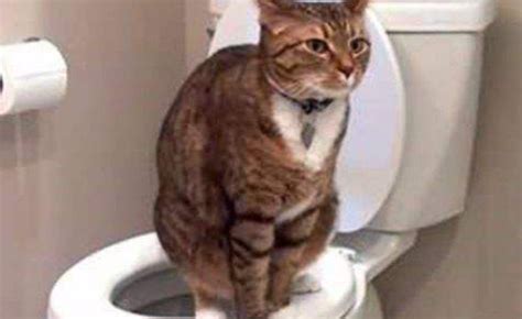 母猫为什么到处拉尿,猫为什么要到处拉尿