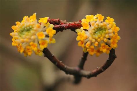 丁香花可以泡茶吗