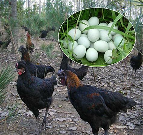 孵化小鸡的鸡蛋怎么选者,怎么挑鸡知道鸡有蛋