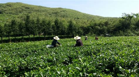 黑茶发酵的时间多少小时,安化黑茶的基本知识