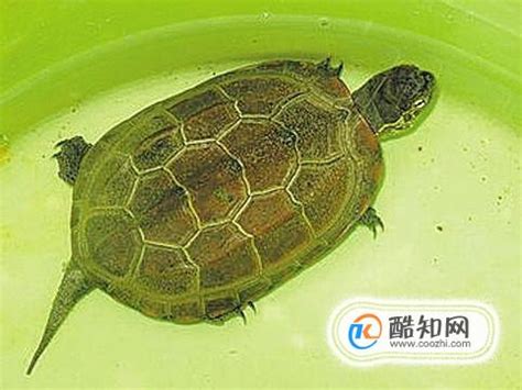 鱼缸能养水龟吗,什么水龟水质要求低