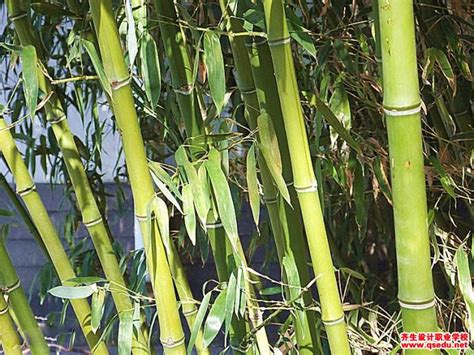 早园竹可以室内种植吗?