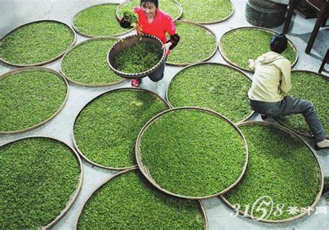 哪个茶工艺制造像绿茶,喝起来很像绿茶