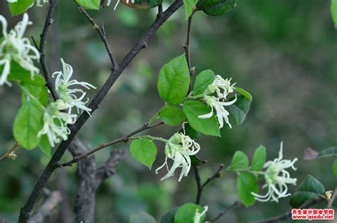 这个观叶植物叫什么?