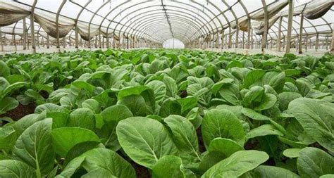 种植什么最蔬菜赚钱,2022年种植什么蔬菜能赚钱