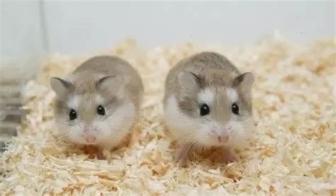 仓鼠-三年级写物作文400字【合计10篇】