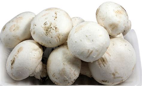 白色的菇叫什么