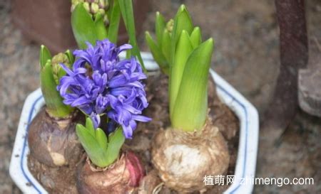 风信子的花有毒吗