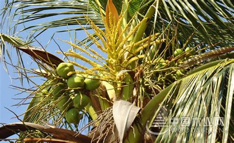 什么是小椰子树?如何养护?