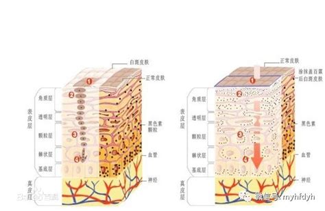 江河与血管如同为什么