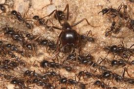 Image result for ant army