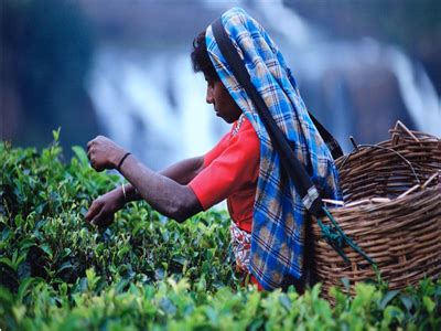 印度的茶叶分布在哪里,销售纯天然的茶叶