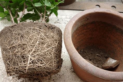 怎样给花卉换土