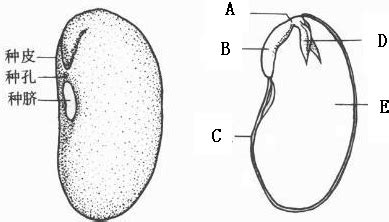 如图是蚕豆种子的外形和结构示意图,请据图回答问题.(1)蚕豆种子由[A]种皮和[H] - -----组成,[H]由[D] -